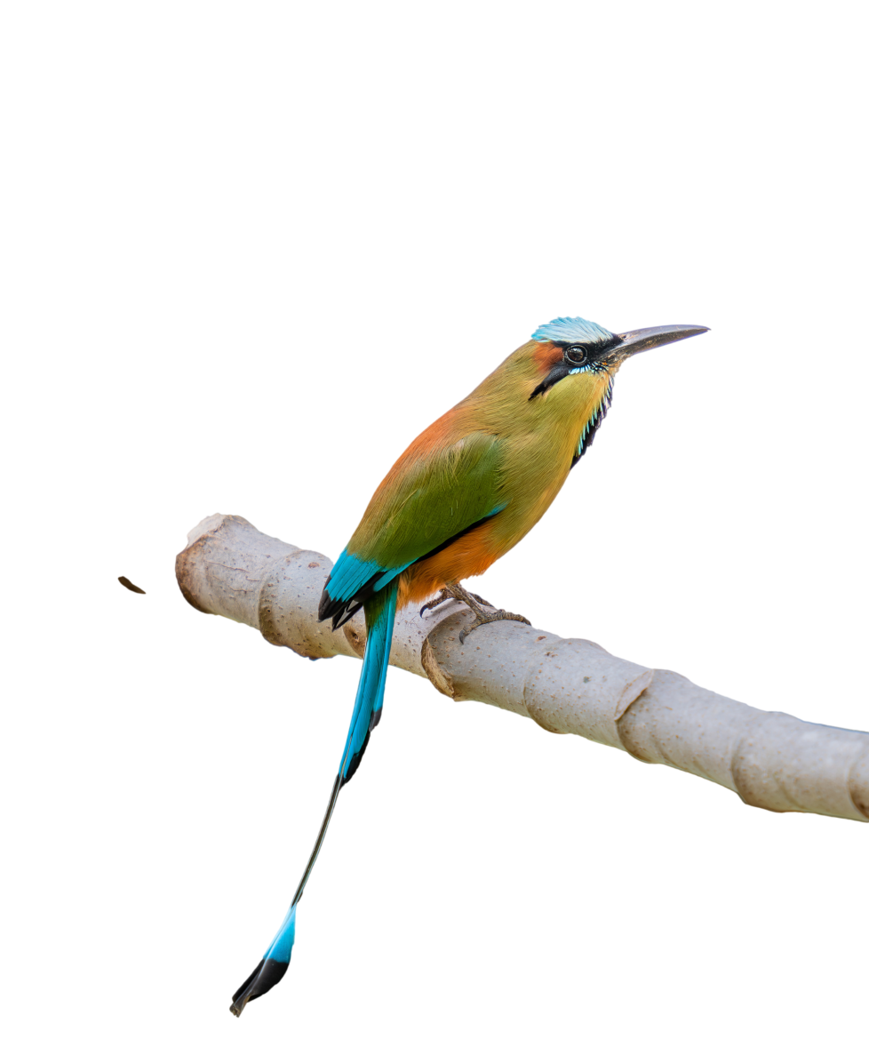 The Enchanting Tale of the Motmot Bird