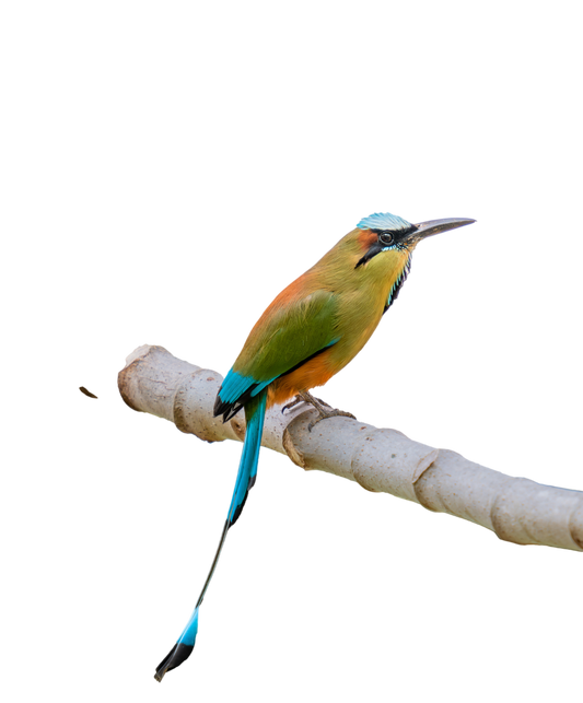 The Enchanting Tale of the Motmot Bird