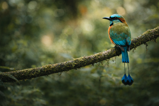 The Enchanting Tale of the Motmot Bird